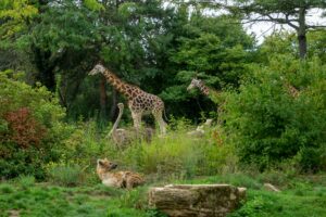 Scenic shot of a spotted hyena, an ostrich and giraffes in their green habitat in a zoo